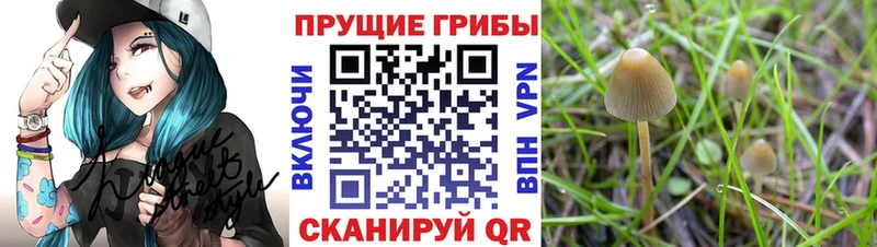 где купить наркоту  Биробиджан  Псилоцибиновые грибы GOLDEN TEACHER 
